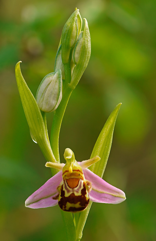 Bienenragwurz