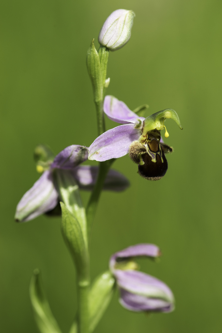 Bienenragwurz