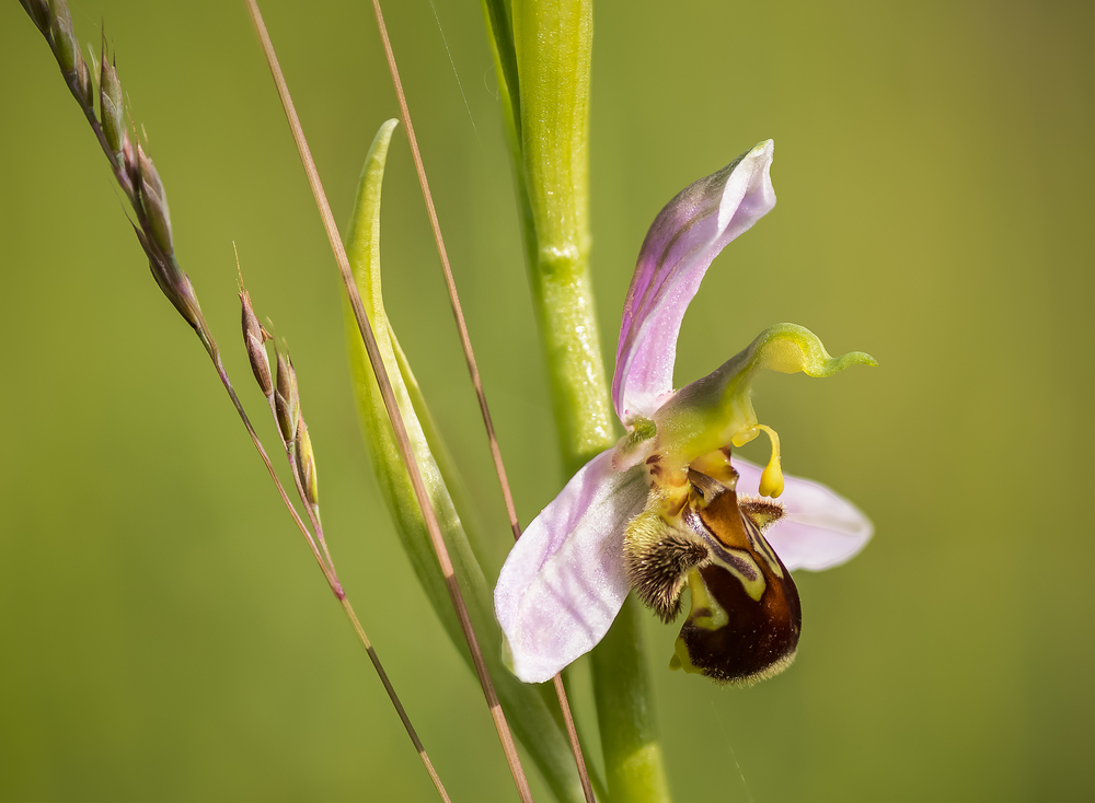 Bienenragwurz