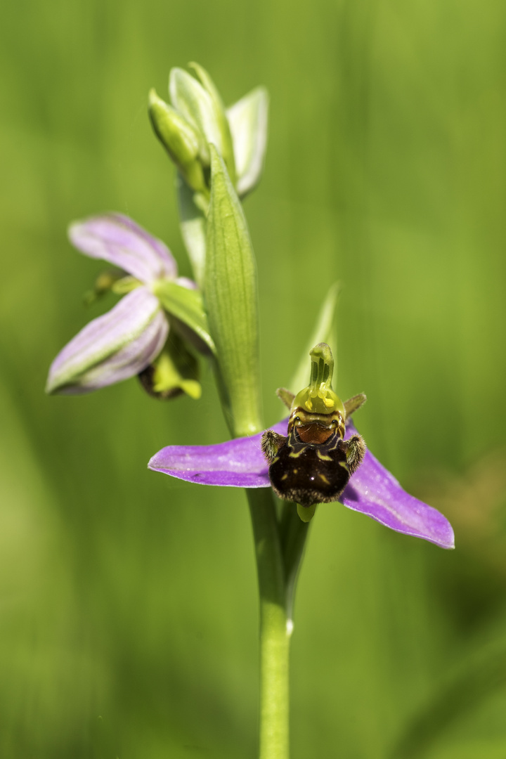 Bienenragwurz