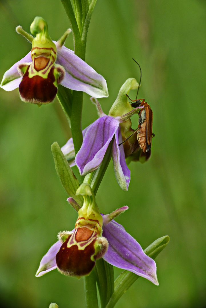 Bienenragwurz