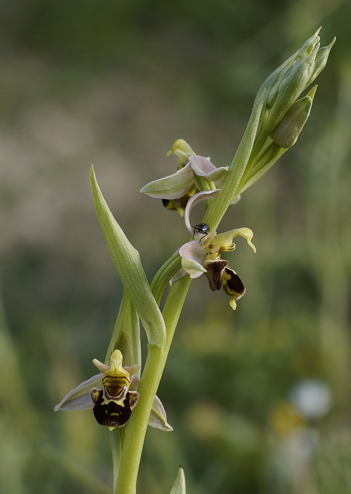 Bienenragwurz (Ophrys apifera)