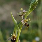 Bienenragwurz (Ophrys apifera)