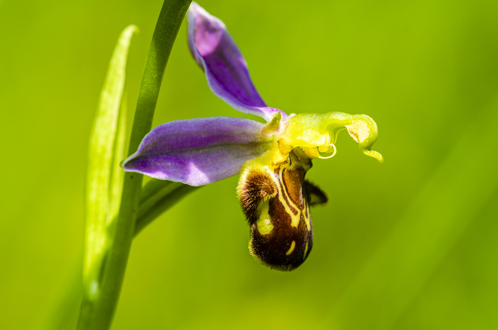 Bienenragwurz (Ophrys apifera)