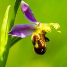 Bienenragwurz (Ophrys apifera)