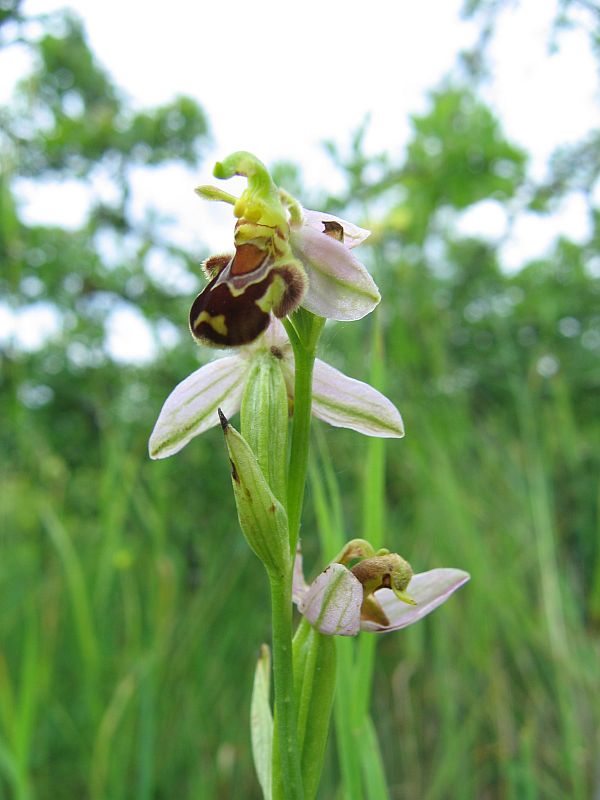 Bienenragwurz (Ophrys apifera)