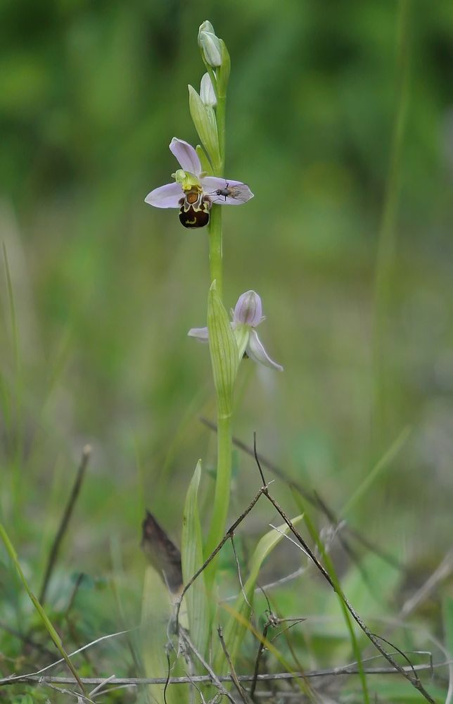 Bienenragwurz (Ophrys apifera) - 27.6.13 - Hochsauerland