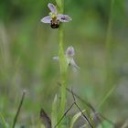 Bienenragwurz (Ophrys apifera) - 27.6.13 - Hochsauerland