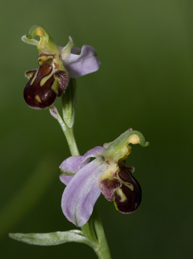 Bienenragwurz (Ophrys Apifera) 