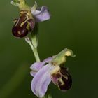 Bienenragwurz (Ophrys Apifera) 