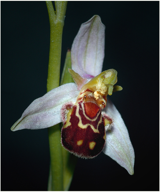 Bienenragwurz - Ophrys apifera