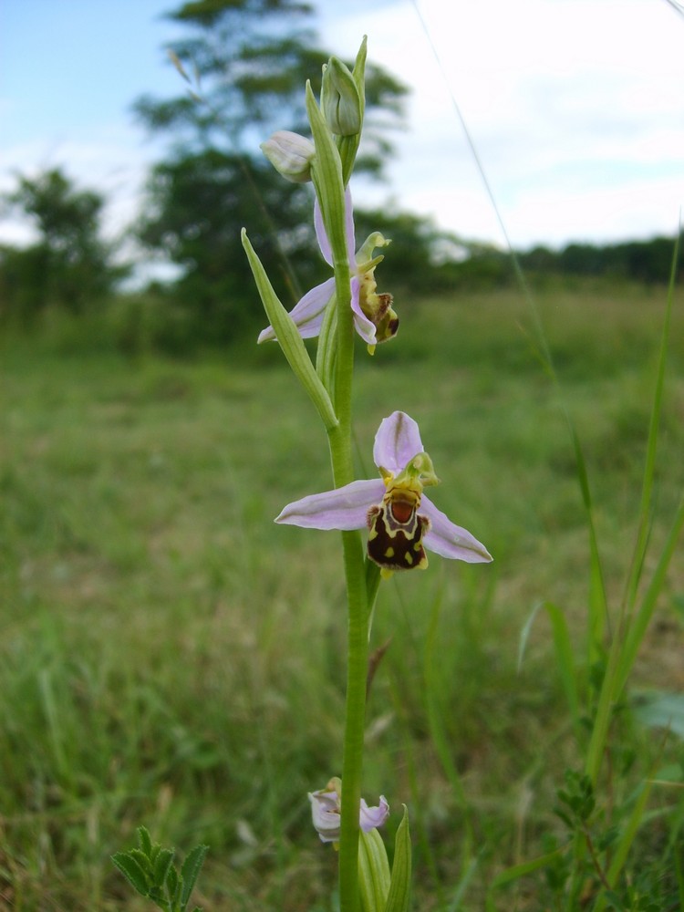 Bienenragwurz (Ophrys apifera) Ende Juni um Marsberg/NRW