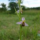 Bienenragwurz (Ophrys apifera) Ende Juni um Marsberg/NRW