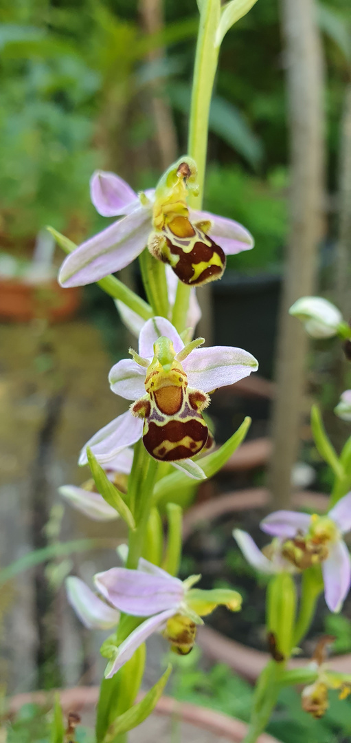 Bienenragwurz (Ophrys apifera)