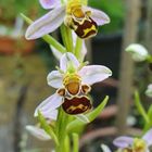 Bienenragwurz (Ophrys apifera)