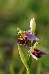 Bienenragwurz (Ophrys apifera) im Sauerland bei Marsberg