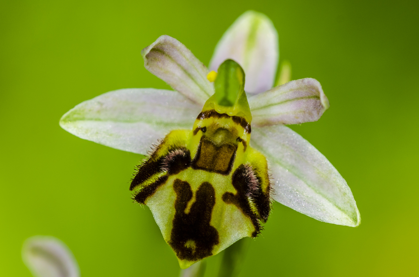 Bienenragwurz (Ophrys apifera var. fribourgensis)