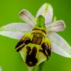 Bienenragwurz (Ophrys apifera var. fribourgensis)