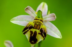 Bienenragwurz (Ophrys apifera var. fribourgensis)