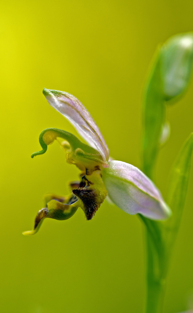 Bienenragwurz Seitenansicht