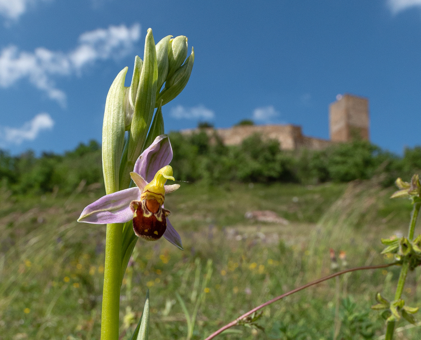 Bienenragwurz und Burg Gleichen 1