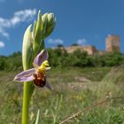 Bienenragwurz und Burg Gleichen 1