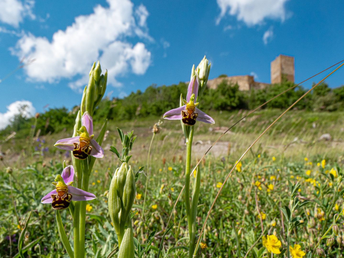 Bienenragwurz und Burg Gleichen 2