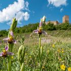 Bienenragwurz und Burg Gleichen 2