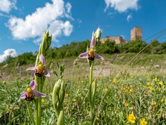 Bienenragwurz und Burg Gleichen 2