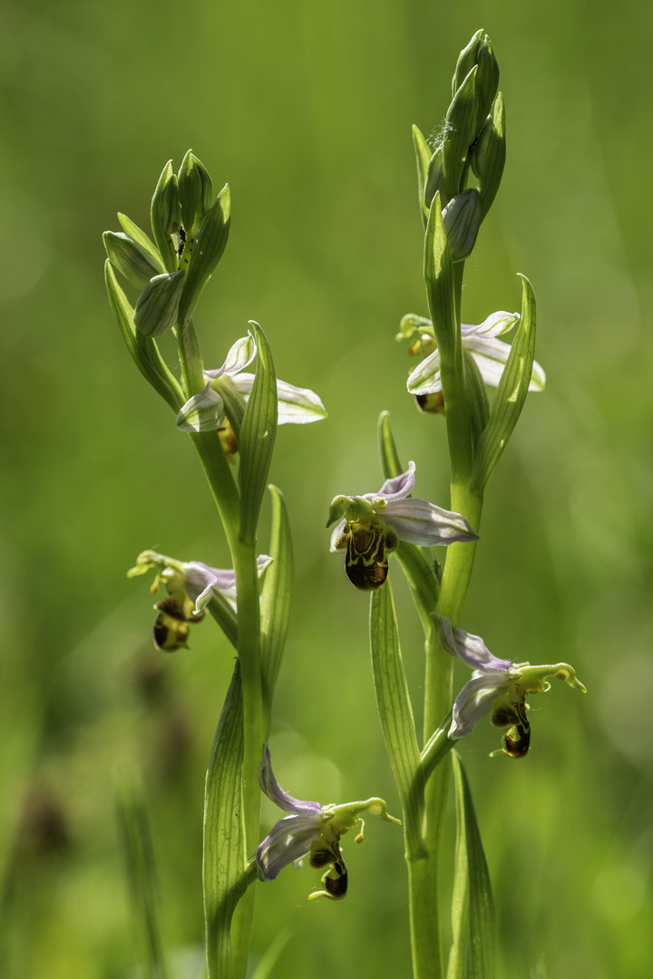 Bienenragwurze