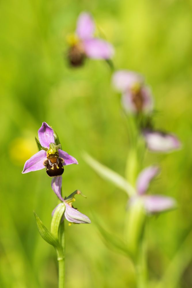 Bienenragwurze