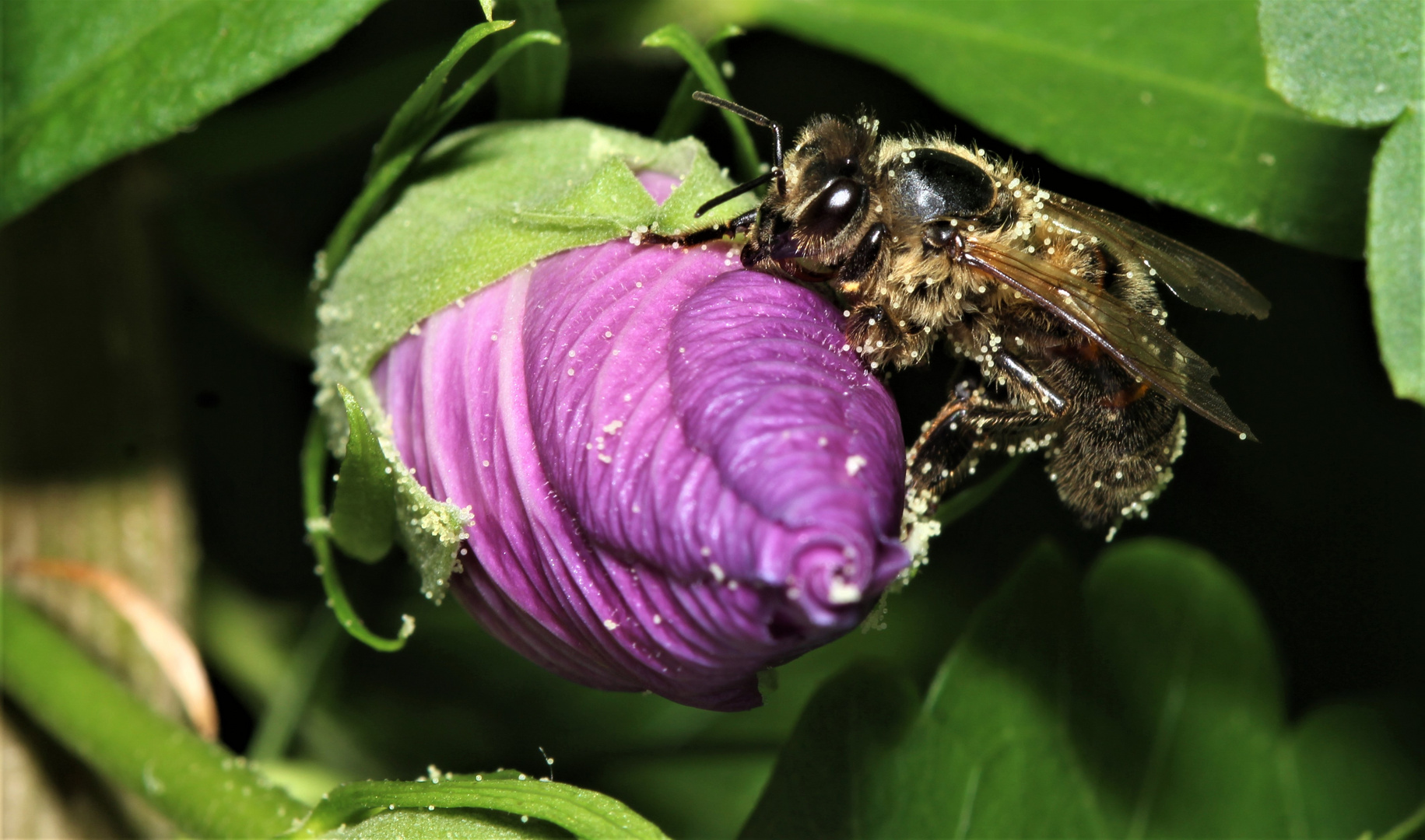 Bienenreinigung