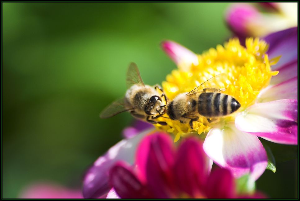 Bienenromantik