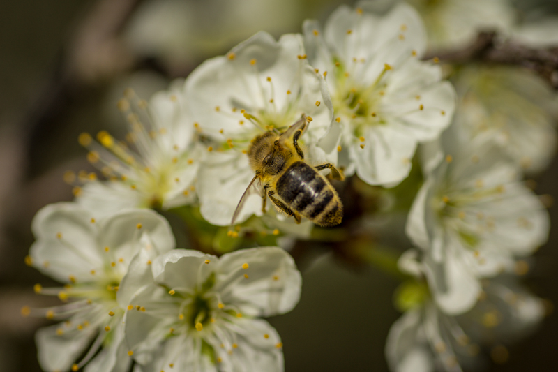 Bienenrücken