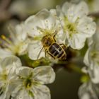 Bienenrücken