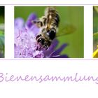 Bienensammlung