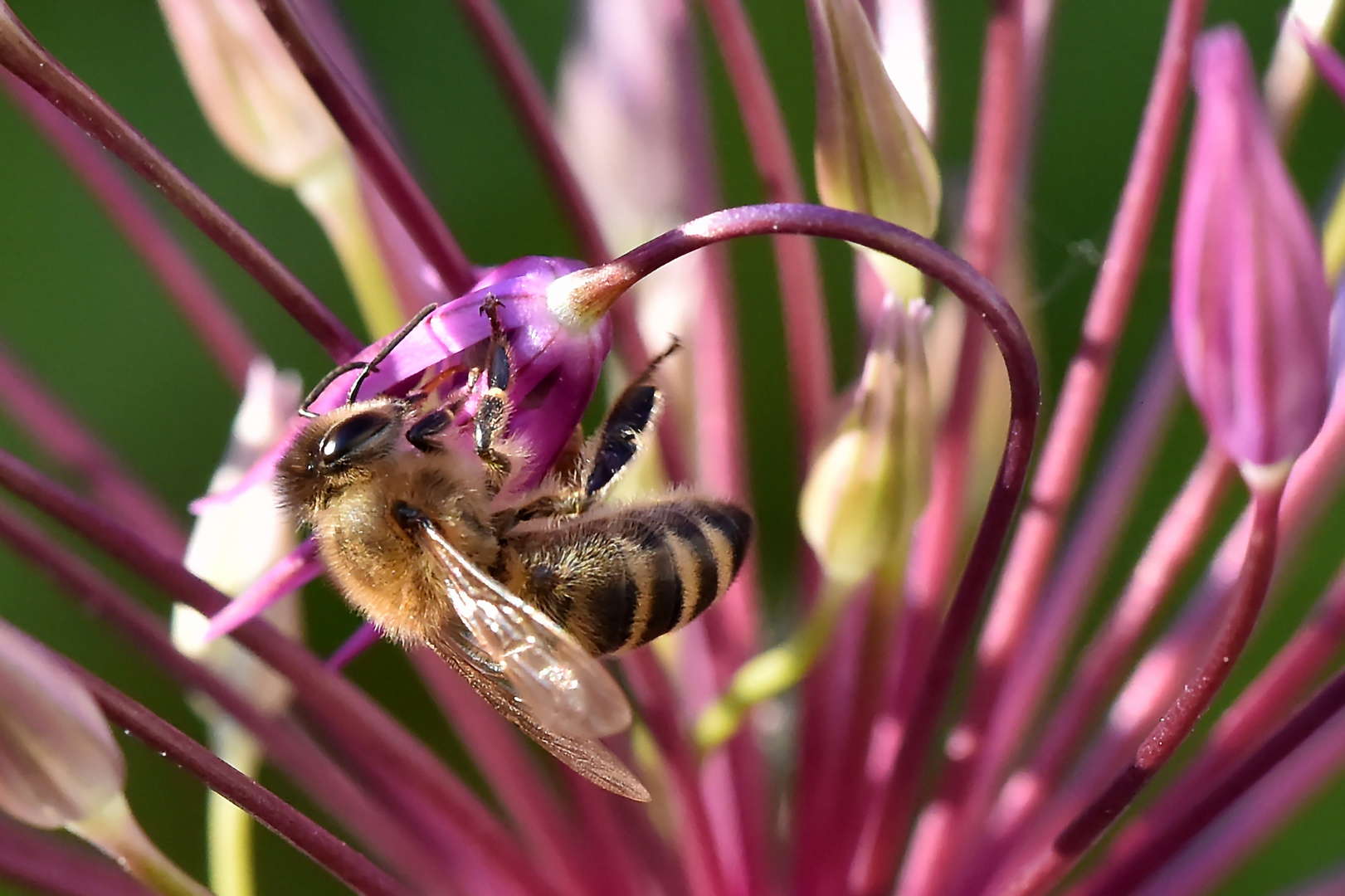 Bienenschaukel