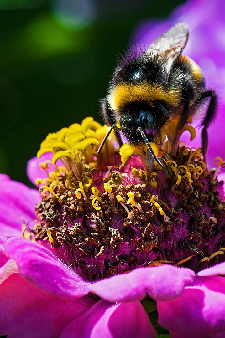 Bienenscheiße ist KEIN Honig