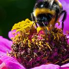 Bienenscheiße ist KEIN Honig