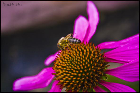 Bienenschlecken [groß]