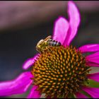 Bienenschlecken [groß]