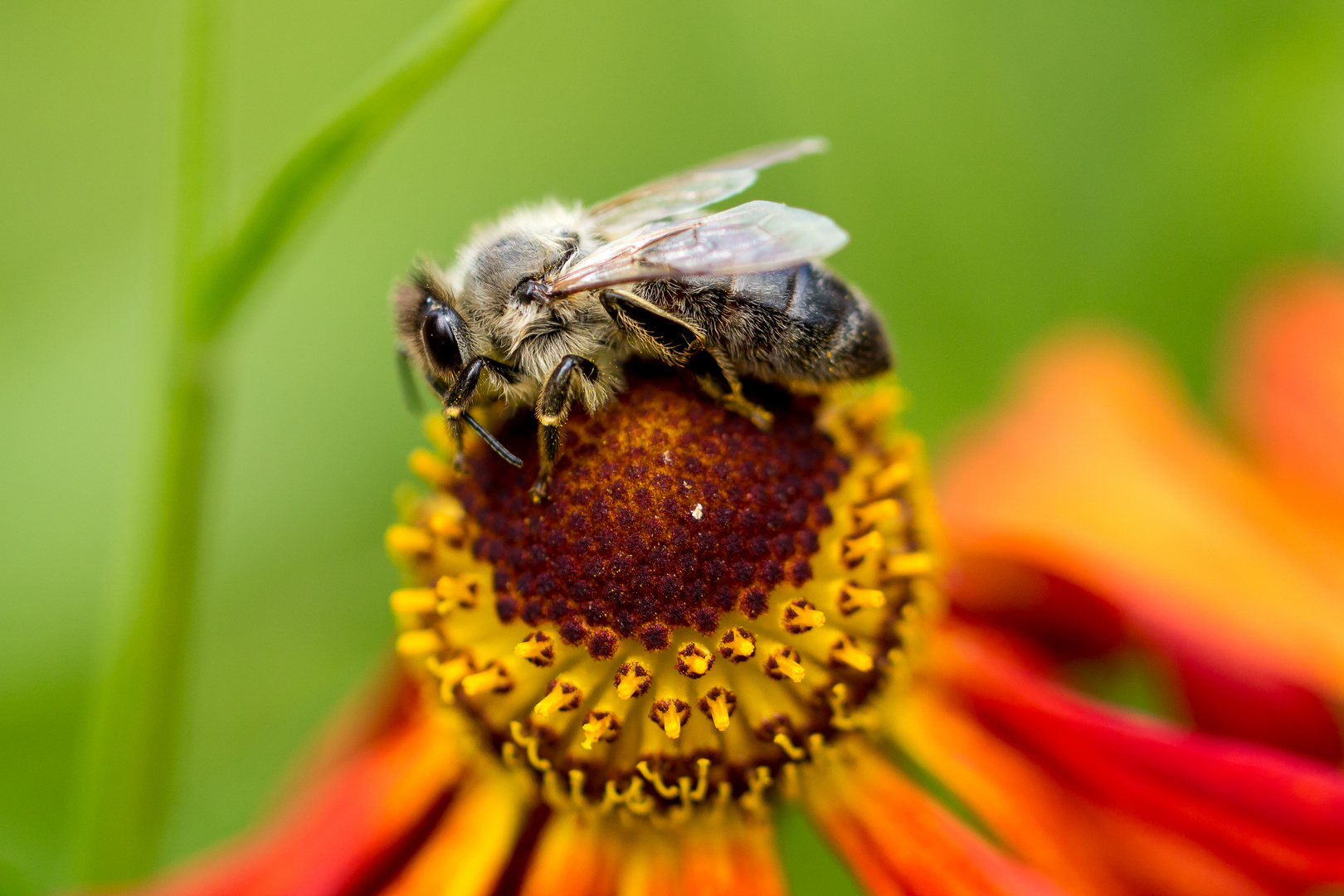 Bienenschmaus