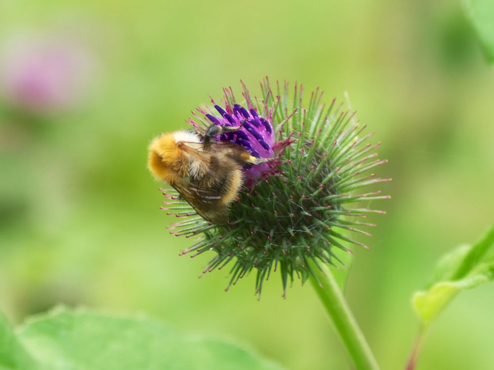 Bienenschmaus