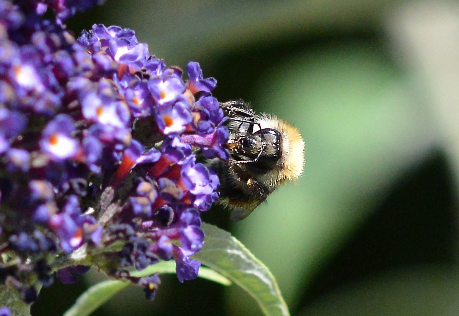 Bienenschmaus