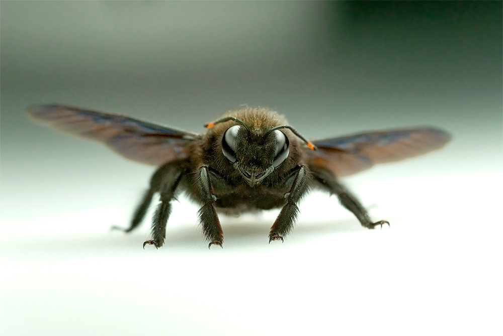 Bienenschnauze