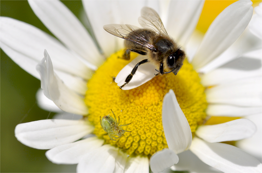 _ Bienenschreck _