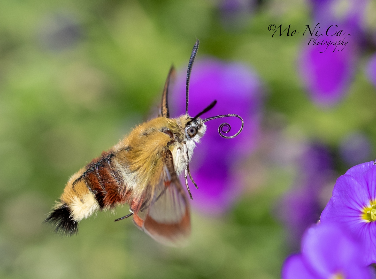 Bienenschwärmer