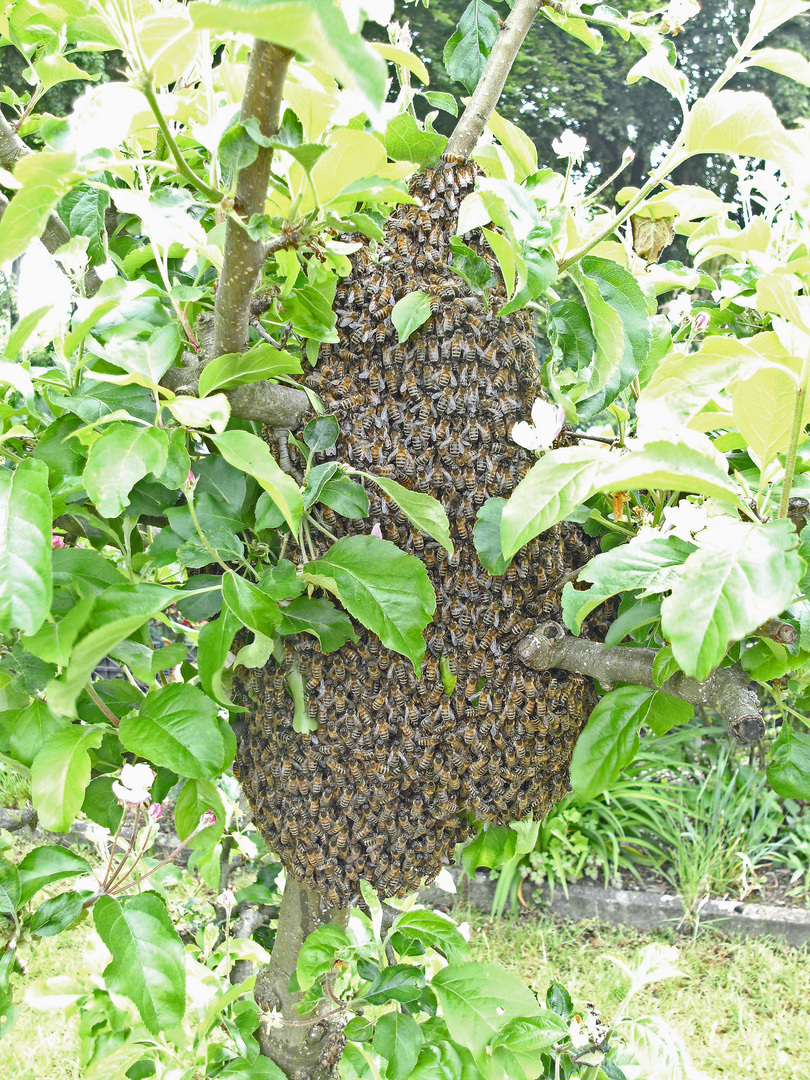 Bienenschwarm