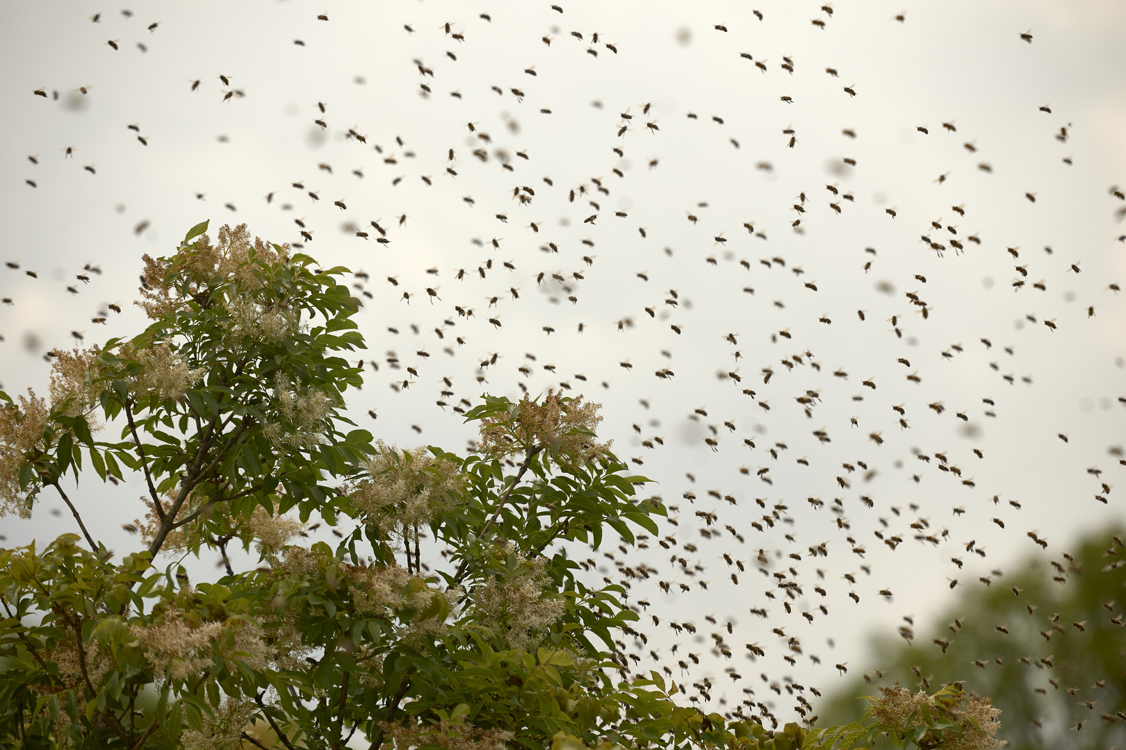 Bienenschwarm