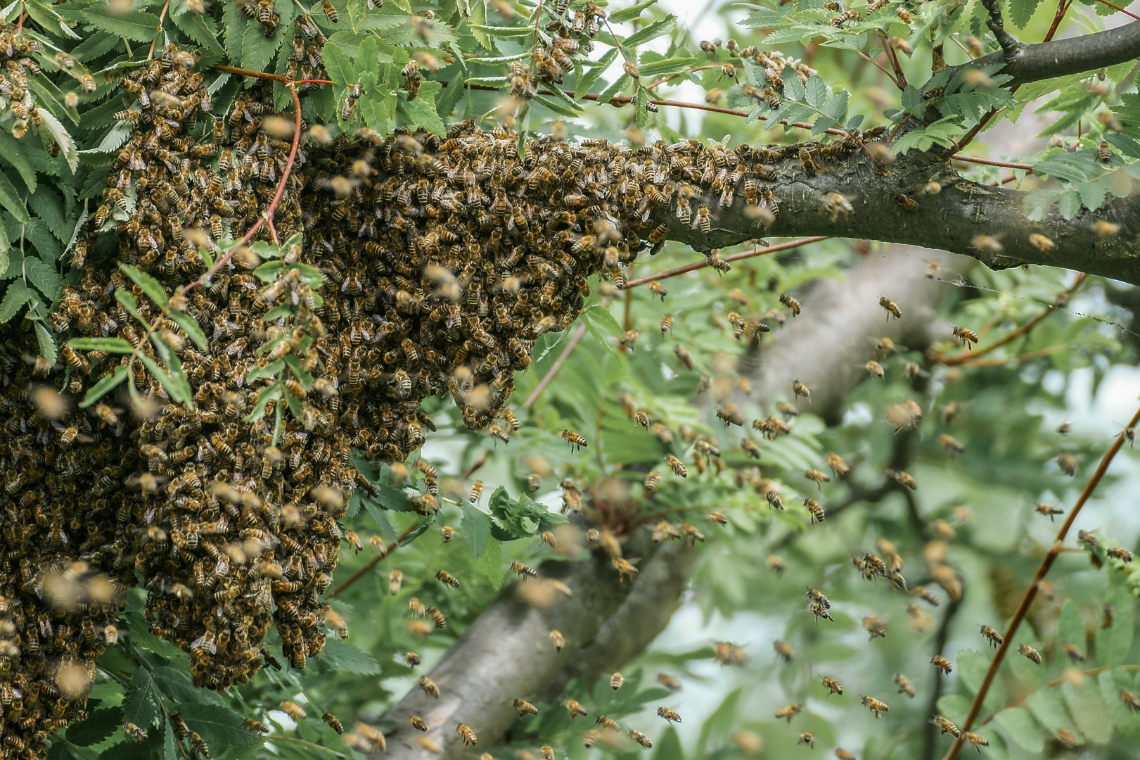 Bienenschwarm